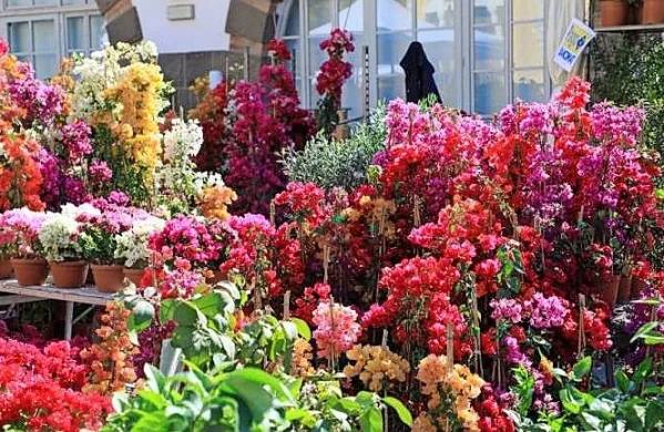 Po dveh letih pavze zaradi pandemije se v Trst vrača priljubljeni 
cvetlični sejem Horti Tergestini. Foto vir: Primorski dnevnik