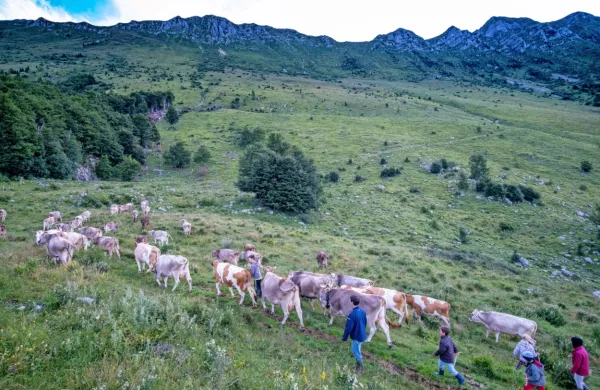 V Sloveniji prevladuje travinje, na katerem lahko prehranimo 
prežvekovalce.