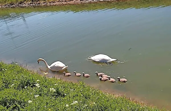 Koprska labodja družina se je občutno povečala