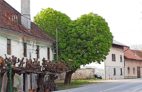  Postojna je pred dvema letoma prvič dobila drevo leta. Naziv je 
pripadel divjemu kostanju na koncu Tržaške ceste, ki mu domačini 
pravijo tudi drevo ljubezni.