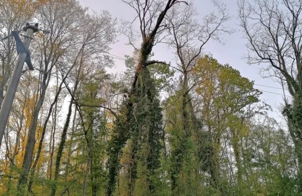 Drevo padlo na daljnovod in se vžgalo