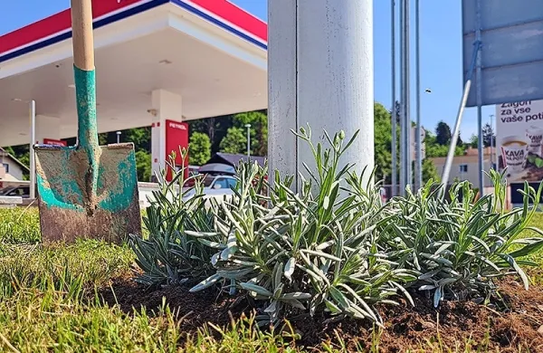 Grmički sivke na Petrolovih bencinskih servisih hranijo urbane čebele