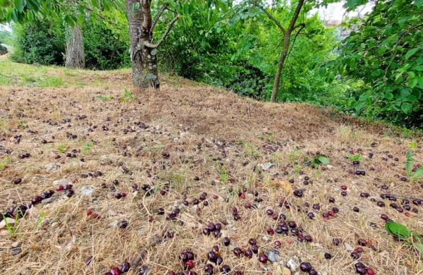 Zrele češnje je pometalo z dreves, polomljeni pa so tudi poganjki. 