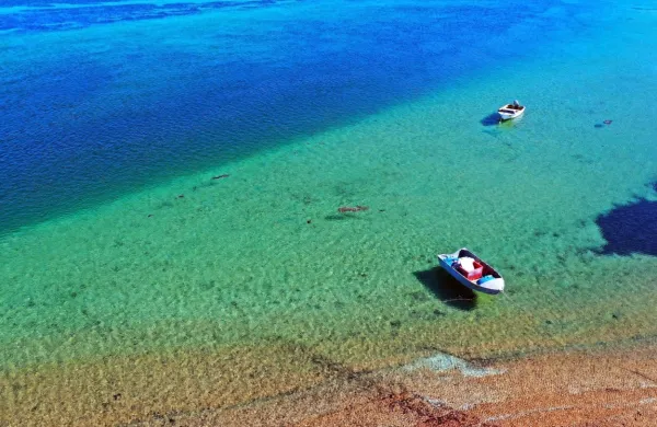 Z genetskim testiranjem so ugotovili, da je velika zaplata morske 
trave, ki se je  v zalivu Shark Bay razširila na več kot 180 kvadratnih 
kilometrih, v resnici ena sama rastlina, stara pa je okoli 4500 
let.