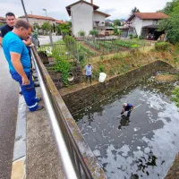 V Vrtojbici so poginile ribe