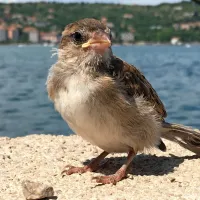 Zvedava vrabčevka Chibi se je udomačila pri svojih re&scaron;iteljih