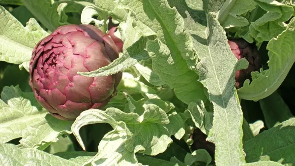 Grmi artičok tvorijo okusna in blagodejna socvetja.