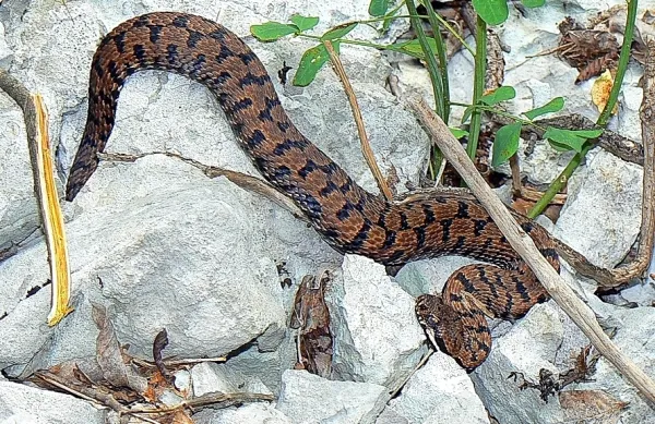 Laški gad sodi med trojico strupenjač, ki živijo pri nas.  