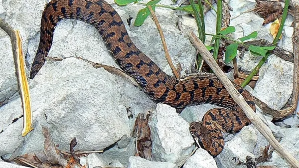 Laški gad sodi med trojico strupenjač, ki živijo pri nas.  