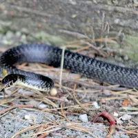  Črnica je najpogostejša kača na Primorskem, 