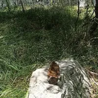 Zagorelo tudi na težko dostopnem terenu na Trstelju