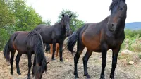 Žrebci bosanskega planinskega konja v žrebetišču na Petrinjskem 
Krasu.