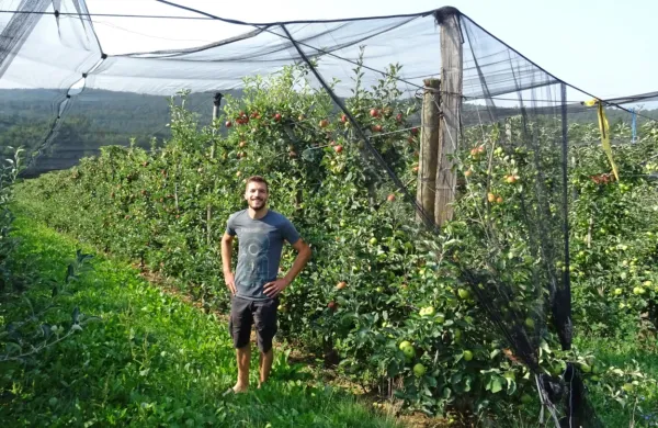   Če kmalu ne bo izdatnega dežja, bo  letina jabolk zelo slaba, pravi  
Boštjan Pečar (fotografija je iz 2020).