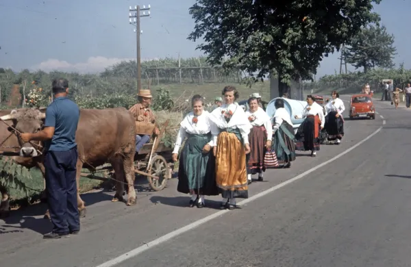 Praznik terana in pr&scaron;uta praznuje 50 let