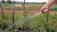 Do danaljnjega je prepovedano zalivanje kmetijskih površin in 
druga raba pitne vode v kmetijstvu.