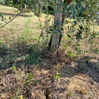Suša kaže zobe tudi v oljčnikih.