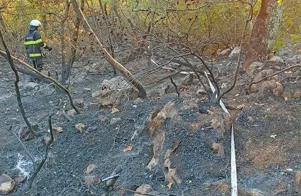 Po požaru prizadeto območje ne more več nuditi enakih pogojev 
kot pred požarom, zato živi organizmi tam niso več enaki.