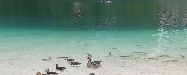 Med vročinskim valom je skok v Bohinjsko jezero s prijetnimi 24 
stopinjami Celzija dobrodošla osvežitev. 