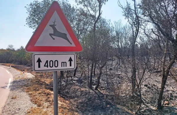 Divjad se pred ognjenim obročem umika tja, kjer je varno in kjer je 
hrana.