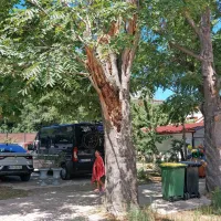 Drevesi so požagali, jeseni posadijo novi