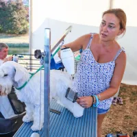  Pred nastopom je bilo potrebno dlako šnaucerja posušiti.