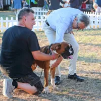FOTO: Najlep&scaron;i človekovi zvesti prijatelji