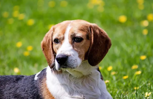 Beagle so rešili iz vzrejne ustanove v ameriški zvezni državi 
Virginia, kjer so bivali v nemogočih razmerah.