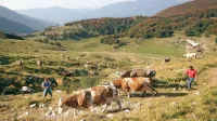 Posoške krave so poleti na paši na planinah, travnike v dolinah pa 
kosijo, da je dovolj krme za zimo. Za predelavo mleka pa poskrbi 
Mlekarna Planika.