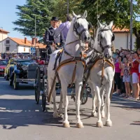 FOTO: 50 let Praznika terana in pr&scaron;uta napolnilo Dutovlje