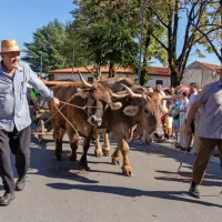 FOTO: 50 let Praznika terana in pr&scaron;uta napolnilo Dutovlje