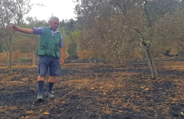 Jožef Pino Klabjan upa, da bo kakšna oljka vendarle  ostala do 
zrelosti.  