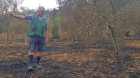 Jožef Pino Klabjan upa, da bo kakšna oljka vendarle  ostala do 
zrelosti.  