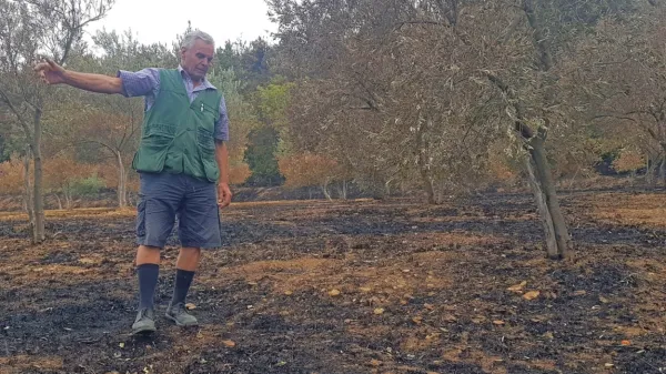 Jožef Pino Klabjan upa, da bo kakšna oljka vendarle  ostala do 
zrelosti.  