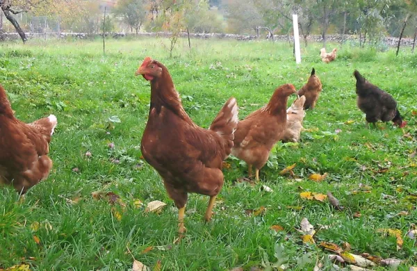Nova evropska uredba, ki naj bi začela veljati  jeseni,  rejcem kokoši 
prinaša dodatne stroške, zato nekateri opozarjajo, da se domača 
reja morebiti ne bo več splačala.  