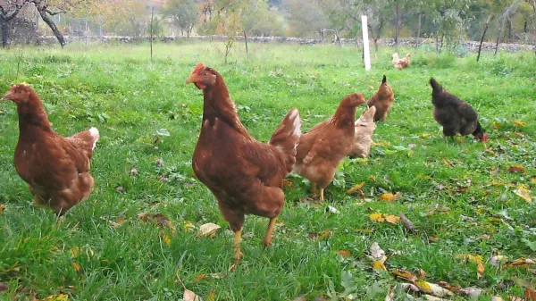 Nova evropska uredba, ki naj bi začela veljati  jeseni,  rejcem kokoši 
prinaša dodatne stroške, zato nekateri opozarjajo, da se domača 
reja morebiti ne bo več splačala.  