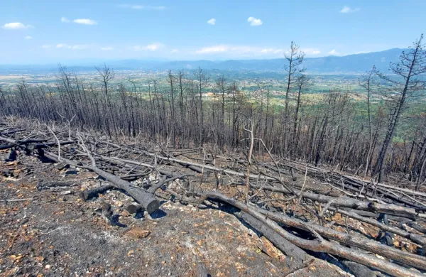 Večina lesa, ki so ga gozdarji interventno posekali z namenom 
preprečevanja širjenja požara na Goriškem Krasu, bo odstranjena 
do konca tedna.
