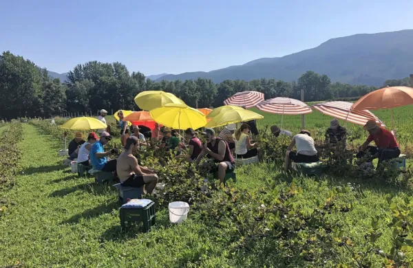 Trgatev aronije v nasadu Jakoba Krečiča. 