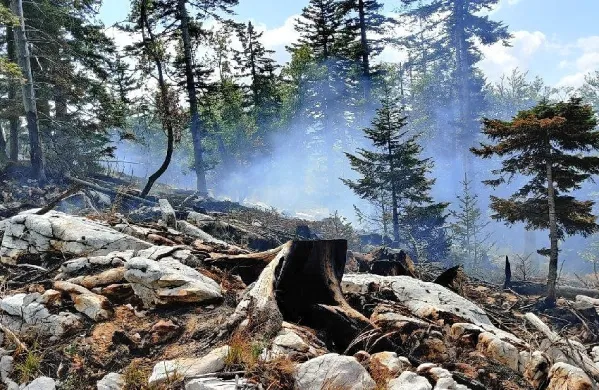 Požar je v noči na ponedeljek najverjetneje zanetila strela, ki je 
udarila v območje, kjer so pred kratkim zaradi lubadarja opravili 
golosek. (Foto: PGD Vipava)