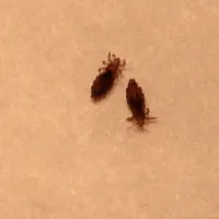 Odrasla uš je velika od enega do treh 
milimetre. 
