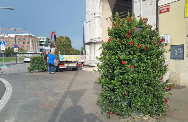 Izčrpane pelargonije so nasledile dipladenije