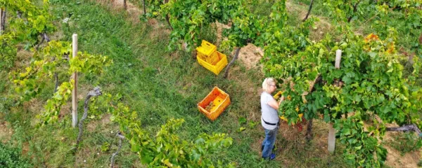 Primorski vinogradi so že marsikje oživeli.