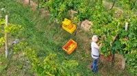 Primorski vinogradi so že marsikje oživeli.