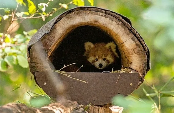 Mačji panda