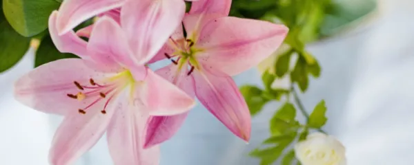 Lilija človeku sicer ni nevarna, če pa jo v gobček dobi hišni 
ljubljenček, je lahko to zanj pogubno. 