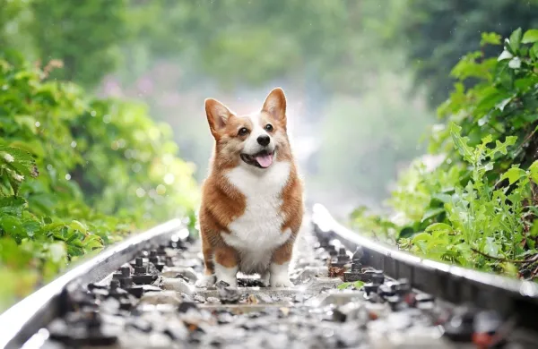Po smrti Elizabete II. poskočila cena corgijev