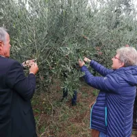 Ministrica &Scaron;inko v Izoli izpostavila pomen oljkarstva