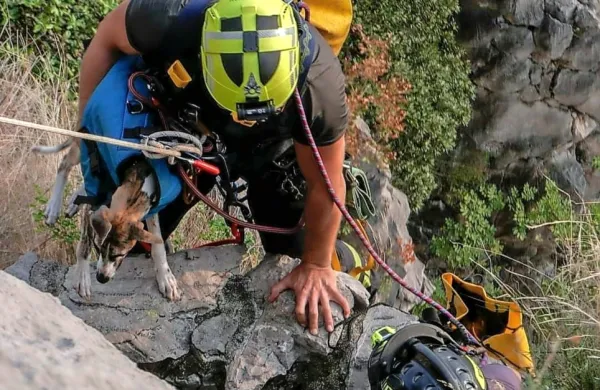 Nepoškodovanega Pana so gasilci rešili s pečine.