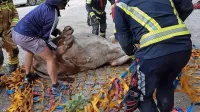 Po razburljivem poletu s helikopterjem so ji pomagali iz mreže.
