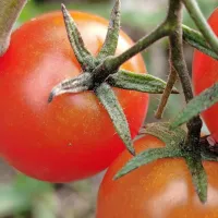 Paradižnik češnjevec z avtomatskim super makro načinom do 2,5 cm razdalje.