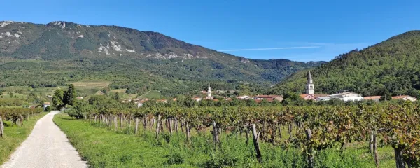 Ugodna klima, rodovitna prst in lega vasi so omogočile razvoj 
vinogradništva in vinarstva, v Vrhpolju  pa se je razvilo tudi 
trsničarstvo.   
